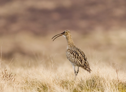 photo of curlew
