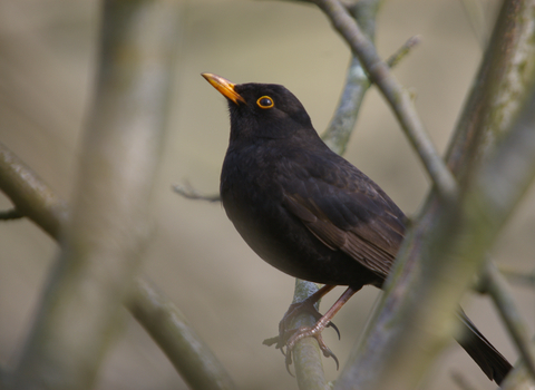 Blackbird in tree