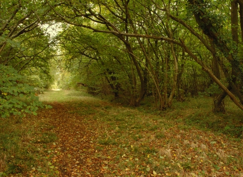 Rushbeds Wood