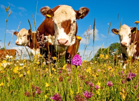 Hereford cattle grazing on a wild flower meadow
