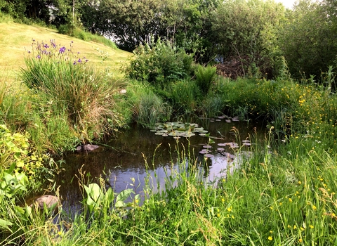 Garden pond by Anna Williams