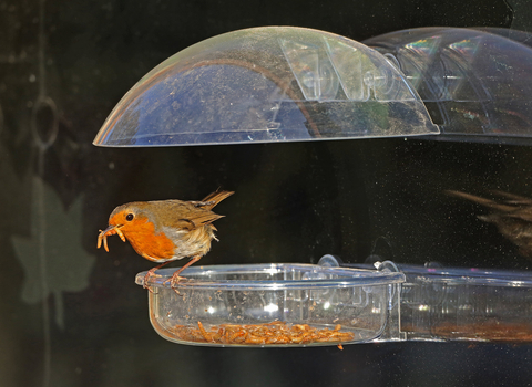Robin with mealworm by Nicholas Watts