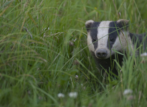 Badger by Bertie Gregory/2020Vision