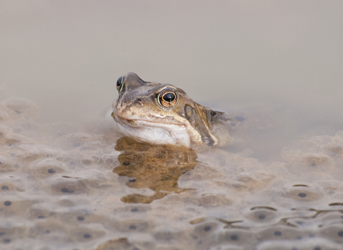 Common frog by Katrina Martin