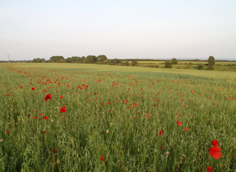 Poppy field at Wells Farm by Colin Williams