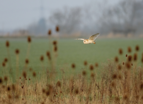 Barn owl by Chris Gomersall/2020Vision