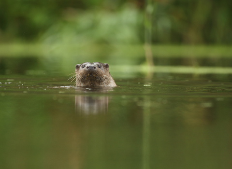 River otter by Luke Massey