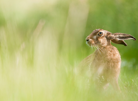 European hare feeding in a field