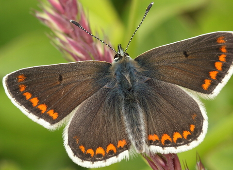 A brown argus butterfly basks on a stalk of purplish-red grass. Its wings are spread open, revealing choclate brown uppersides with bold white margins and bright orange spots