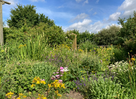 A view across a wildlife garden with yellow flowers in the foreground