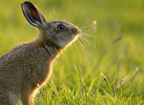 European hare in a field