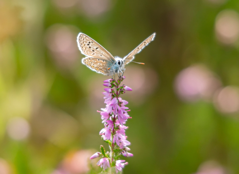 A sunlit common blue butterfly on the pink flowers of ling