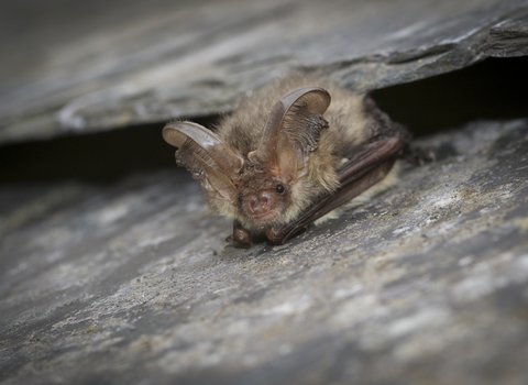 A brown long-eared bat emerging from a gap between roof tiles