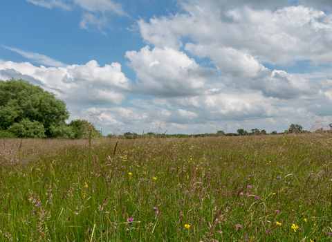 Ludgershall Meadows in flower
