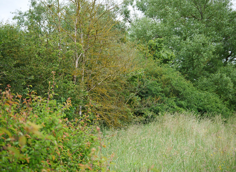 Trees, shrubs and grassland at Ludgershall Meadows
