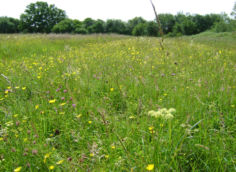 A ridge of wildflowers including meadow buttercups, red clover and sweet vernal grass