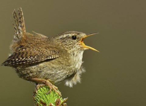Wren singing in territory by Andy Rouse/2020VISION