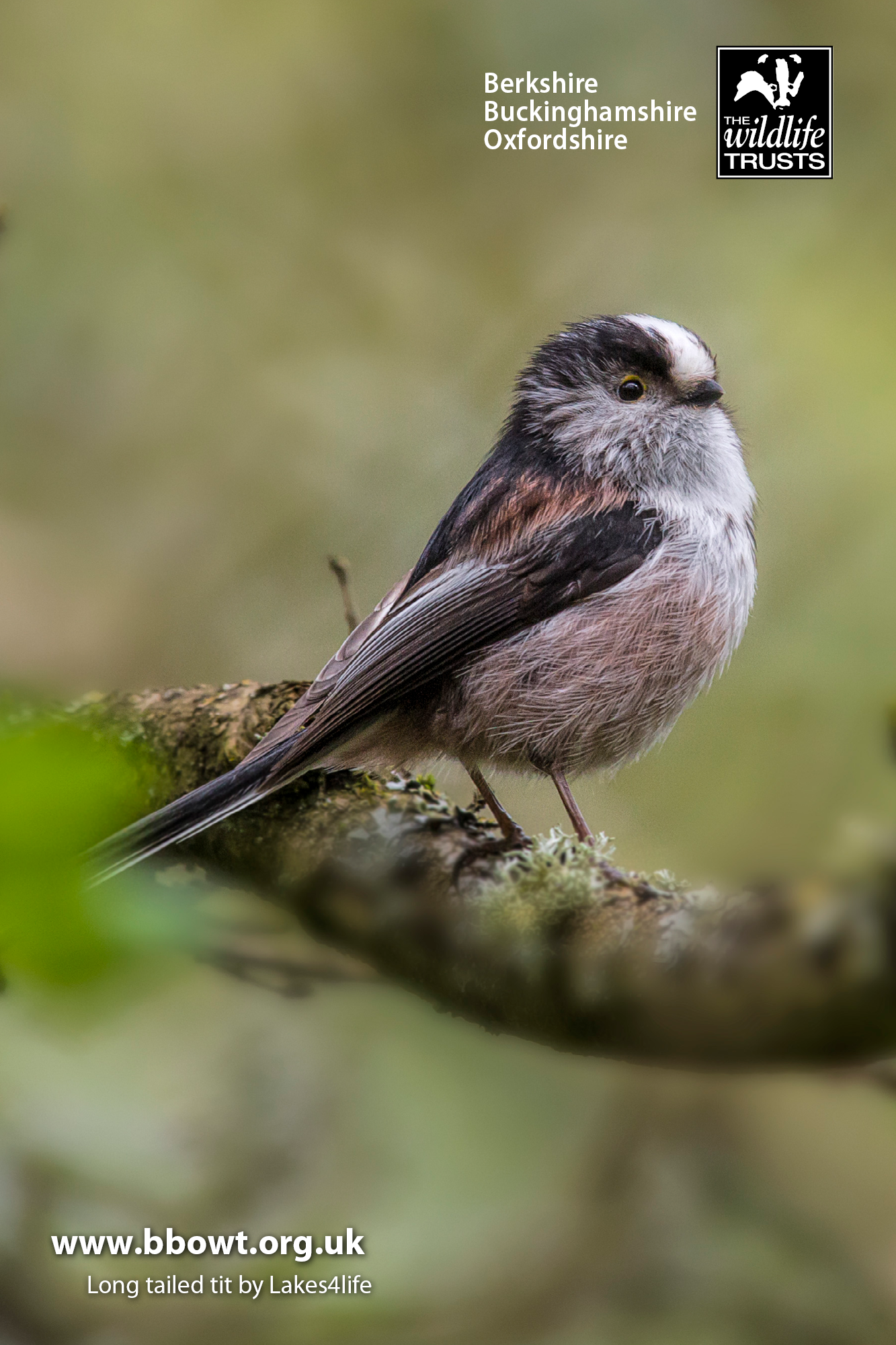 Wildlife wallpaper | Berks, Bucks & Oxon Wildlife Trust Wildlife wallpaper | Berks, Bucks & Oxon Wildlife Trust