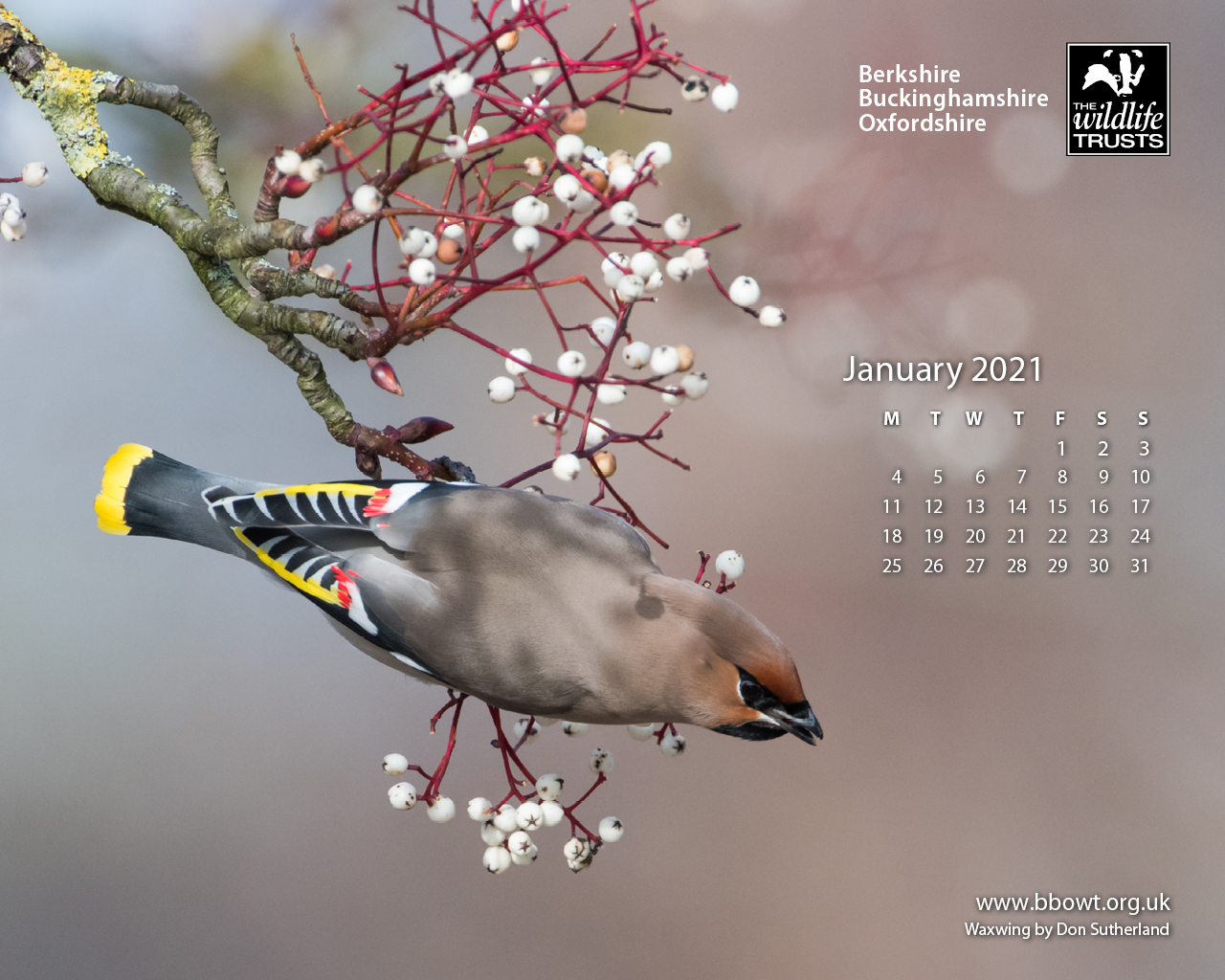 2021 June The Wildlife Trusts Calendar Wallpaper