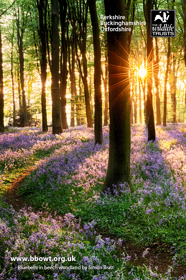 Wildlife wallpaper | Berks, Bucks & Oxon Wildlife Trust Wildlife wallpaper | Berks, Bucks & Oxon Wildlife Trust