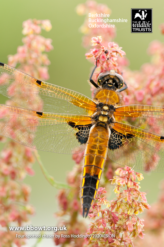 Wildlife Wallpaper | Berks, Bucks & Oxon Wildlife Trust
