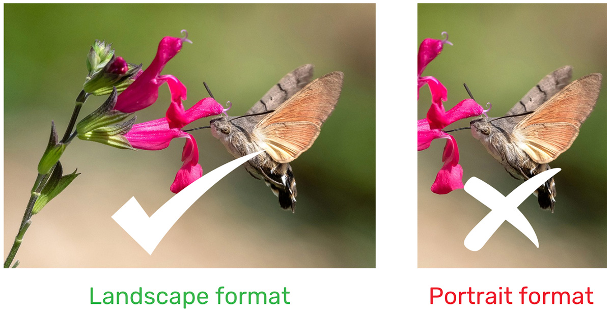 Hummingbird hawk-moth