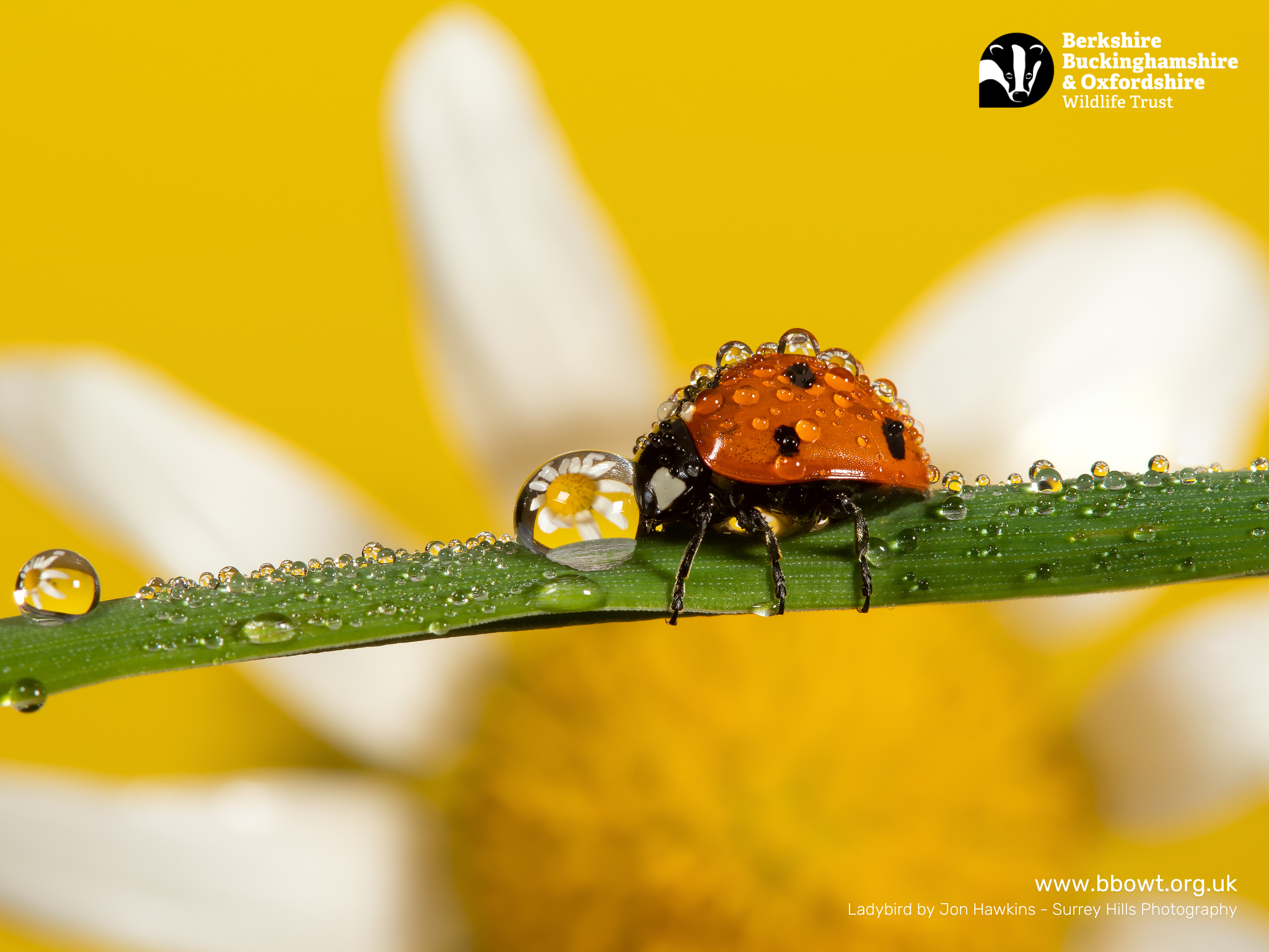 June wallpaper 1280 by 768
