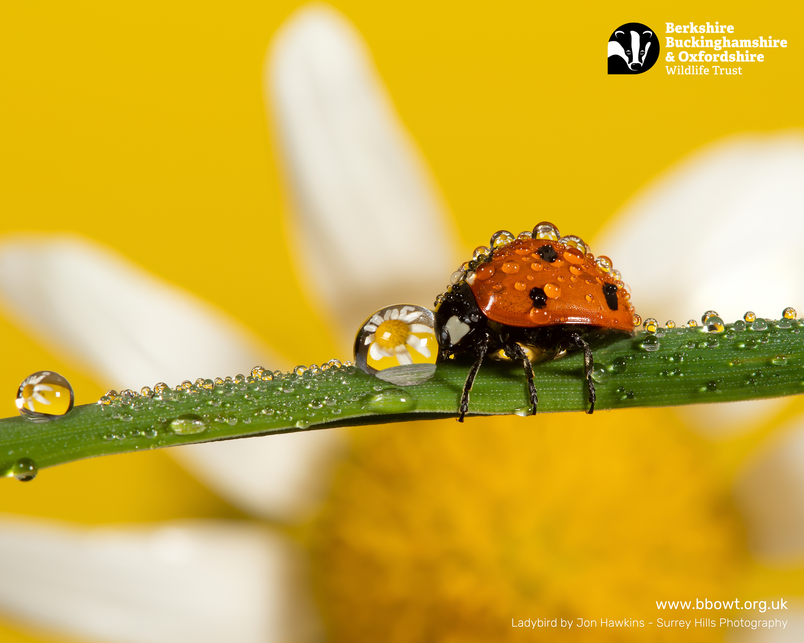 June wallpaper 1280 by 1024