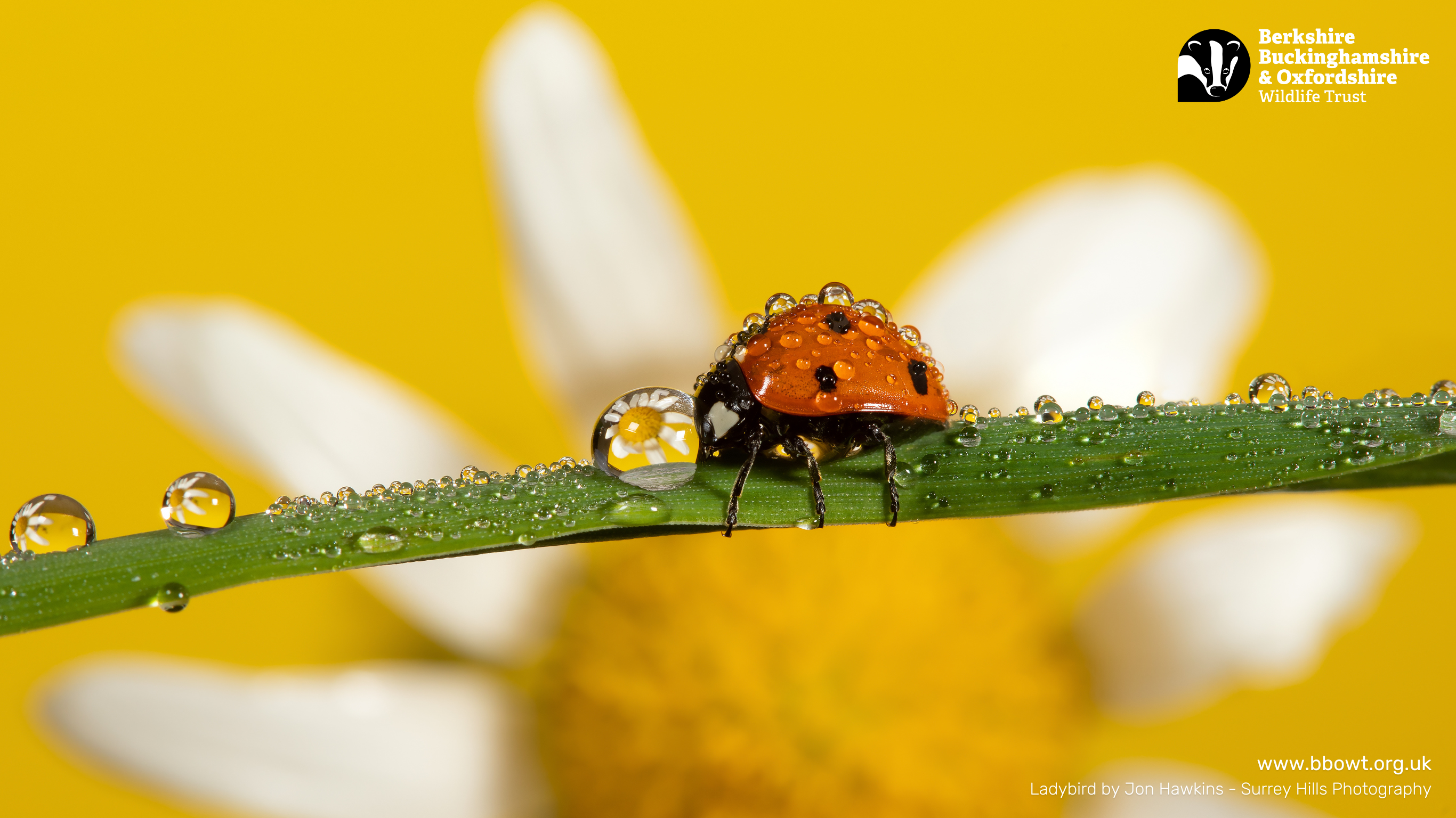 June wallpaper 1366 by 768
