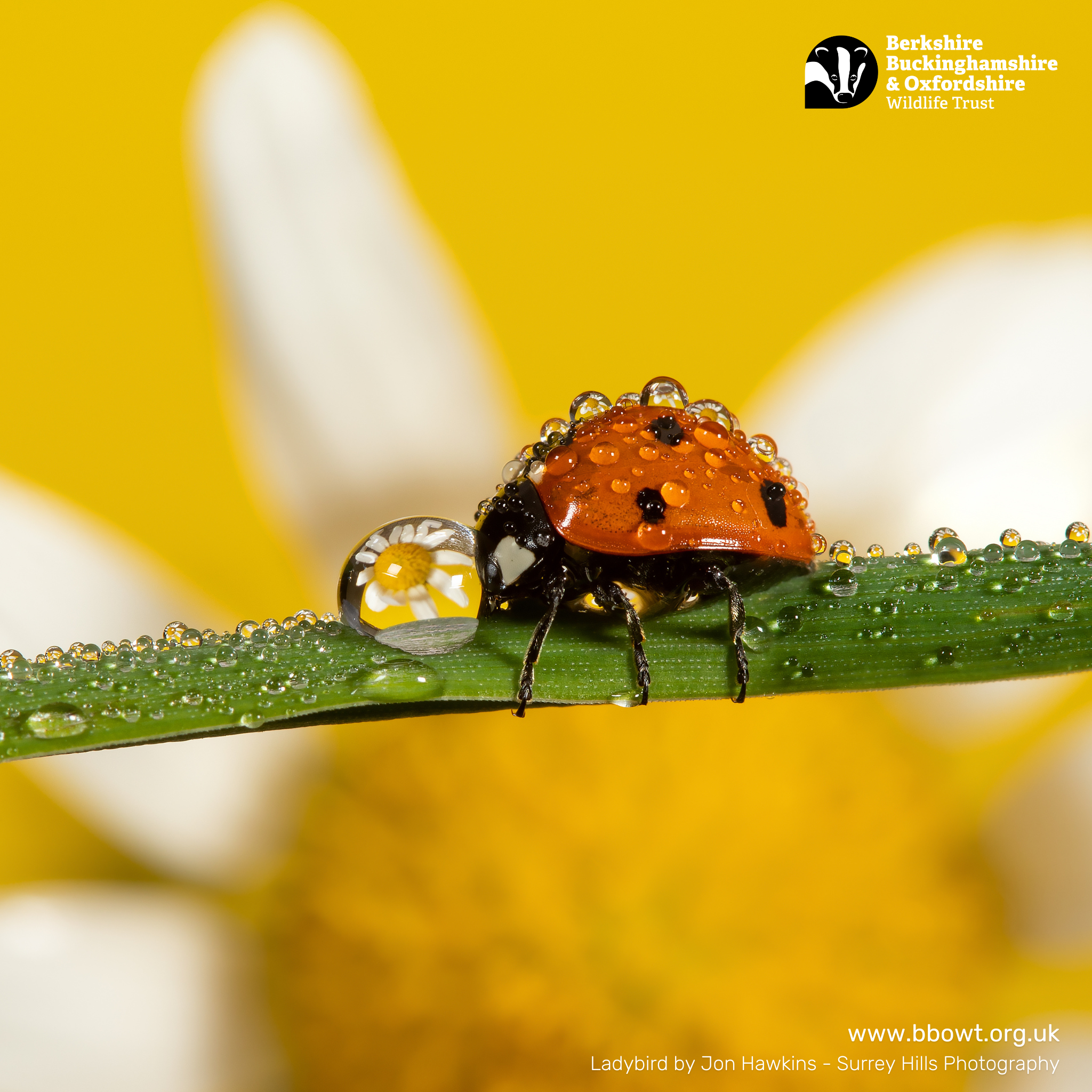 June wallpaper 1024 by 1024