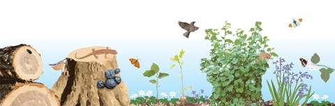 illustration of regenerating woodland fauna and flora