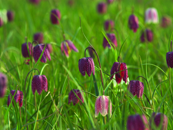 Snakeshead fritillaries by Helen Walsh