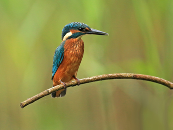 kingfisher