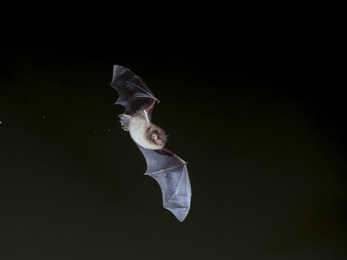 Daubenton's bat flying over water