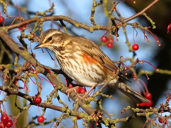Redwing