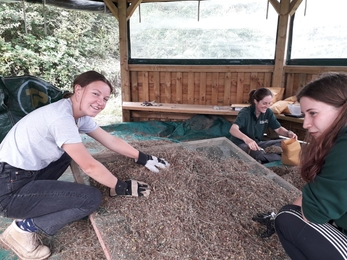 sorting out harvested wild flower seed