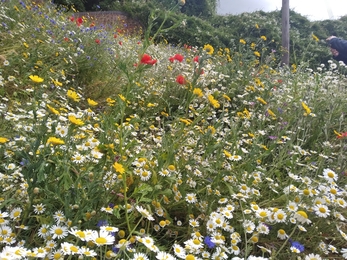 Hedgerow Havens cornfield annuals in Whitchurch
