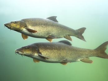 Barbel fish swimming