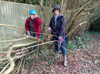 Hedgerow Havens laying hazel in Whitchurch