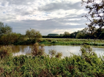 View of Duxford showing the poplar plantation