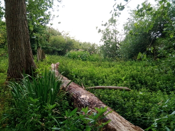 Felled poplar tree, Duxford Triangle, Chimney Meadows National Nature Reserve