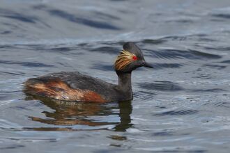 Black-necked Grebe