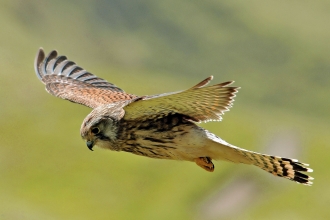 Hen Harrier  British Bird Of Prey Centre Wales