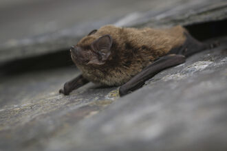 Leisler's bat