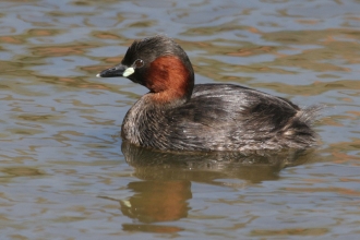 Little Grebe