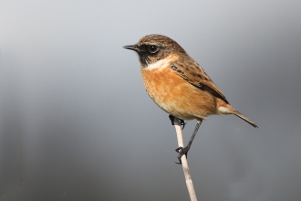 Stonechat