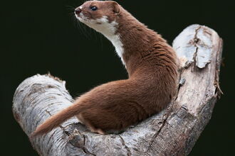 Weasel