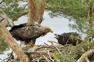 White-tailed eagle with chick