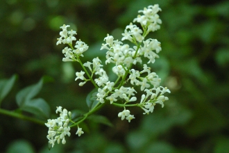 Wild Privet