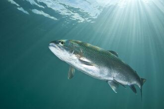 Rainbow Trout
